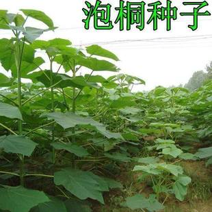 泡桐种子 白花泡桐 大果泡桐 空桐木 水桐 桐木树 紫花树毛 优质