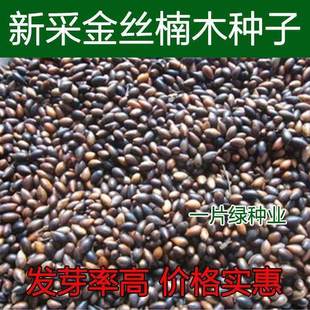 新采金丝楠木树种子四川小叶楠细叶金丝楠桢楠林木种子