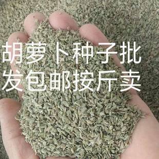 胡萝卜种子包邮按斤卖黄胡萝卜籽耐热耐寒九寸三红胡萝卜种子