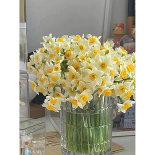 水仙花种球漳州水仙室内水培土养盆栽耐寒种子球根植物四季观花卉