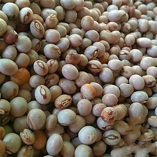 木豆种子/木豆/豆蓉/观音豆/树豆/柳豆当年新采绿化药材灌木种子