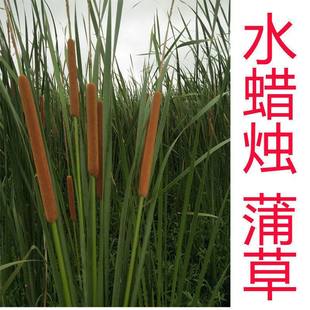 散装蒲草种子 新采集蒲种子 蒲草根 香蒲水蜡烛新籽易出棒花粉
