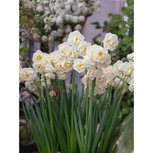 5颗进口洋水仙种球花卉围裙水仙盆栽土养重瓣多年生阳台耐寒花卉