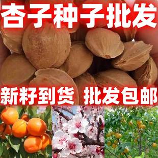 杏籽种子山杏核新产杏树种子荒山修复植树四季用种造林砧木