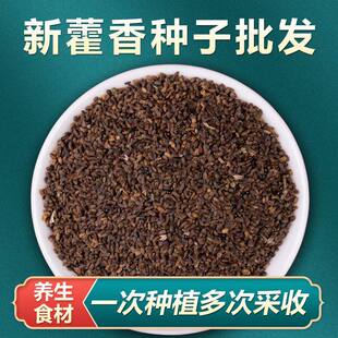 香草种籽藿香种子可食用 新鲜藿香苗阳台盆栽蔬菜种孑非薄荷种子