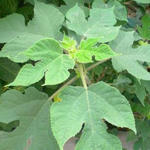 构树种子杂交大叶四季造纸树种喂猪料树籽楮实子构乳树沙纸树种籽