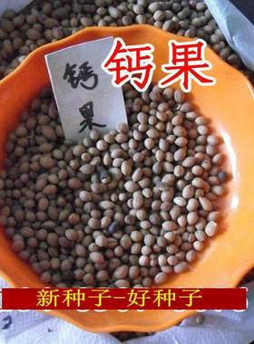 耐寒钙果种子钙果欧李种子北方高钙水果树种子