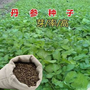 丹参种籽材种丹参中草药种子四季播发芽率高新丹参种子