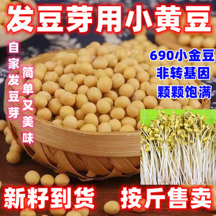 发豆芽小黄豆水培吃苗芽苗菜珍珠粒690小金黄非转基因生黄豆芽种