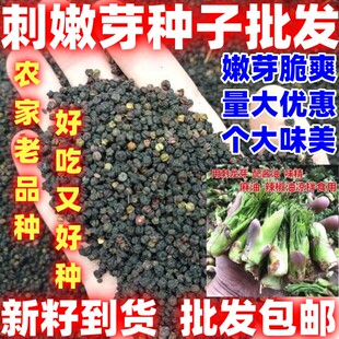 刺嫩芽种籽味道好吃山野菜种子嫩芽菜种子刺嫩芽种子批发吃嫩芽籽