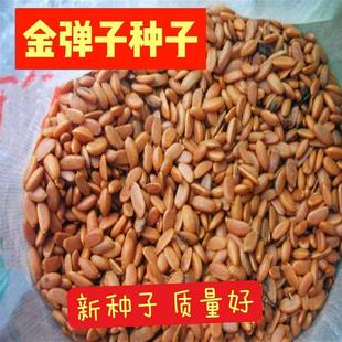 金弹子种子老鸦柿种子 鸡血红 梨形 葫芦果 人参果 盆栽植物种子