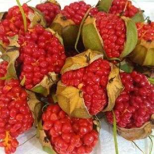 出售药材种子七叶一枝花种子滇重楼种子