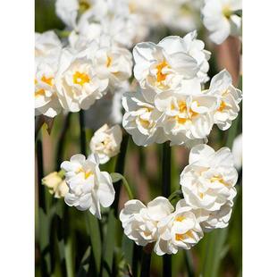 现货荷兰进口洋水仙现货大种球耐寒秋冬季花卉室内阳台盆地栽香味