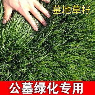 长镰草种子 响铃草 墓地草坪种子坟地草籽 四季青草籽 坟头草茅草