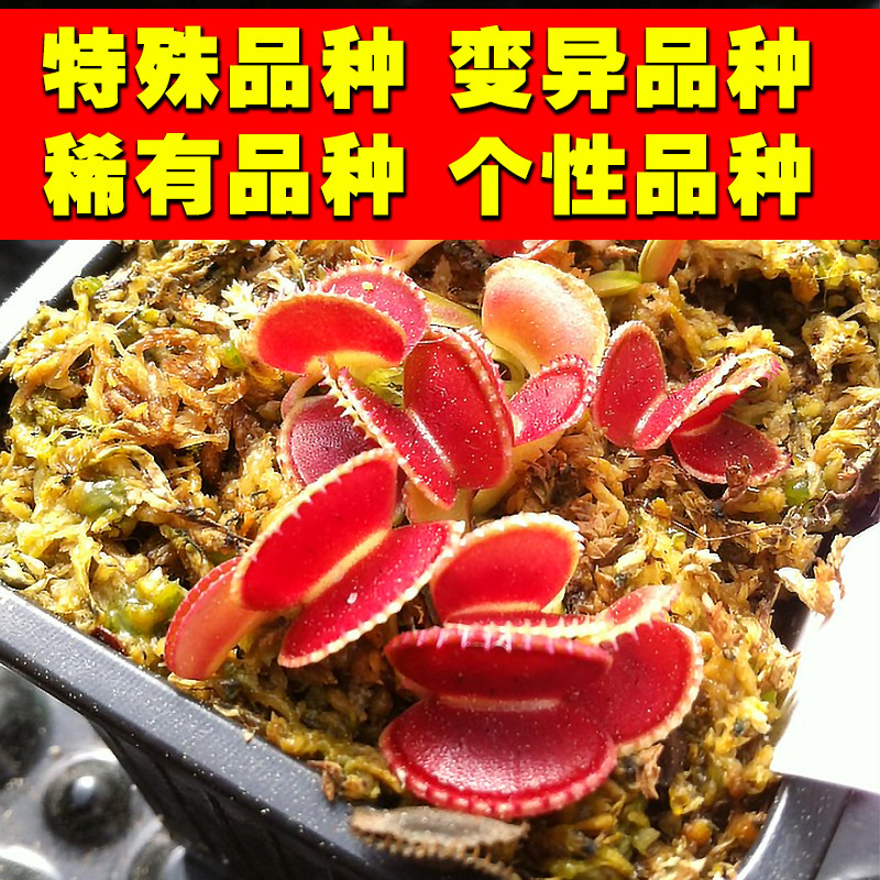 特殊变异捕蝇草盆栽驱蚊植物种孑室外猪笼草食虫草超大食人花绿植