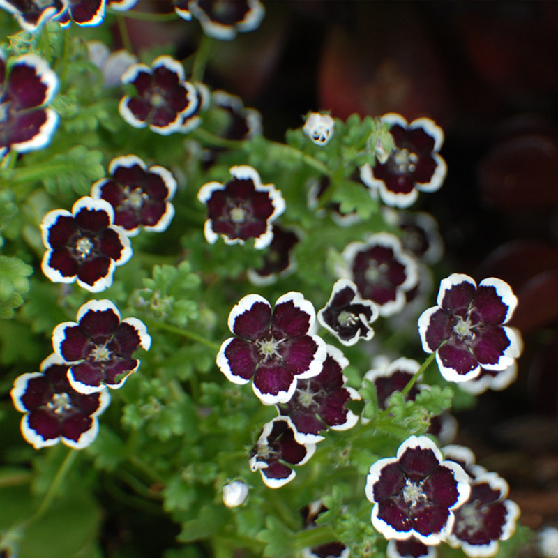 日本进口喜林草种子婴儿蓝眼黑便士五点蝶blackpenny四季花种籽子