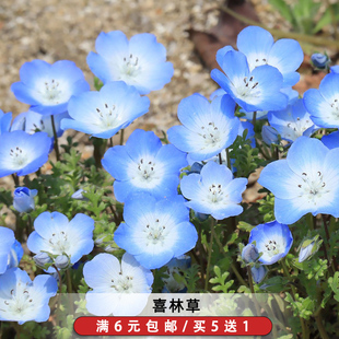 喜林草种籽蓝色粉蝶花种子婴儿的眼泪日本公园花海花园阳台可盆栽