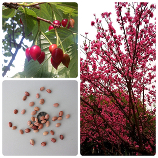 山樱花种子樱花种子大红樱花种子山樱花树种子樱花种籽四季庭院