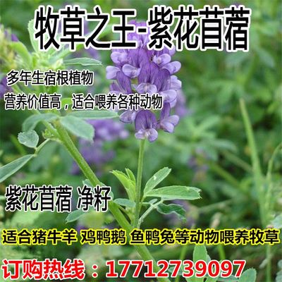 牧草进口养殖猪牛羊四季紫花苜蓿