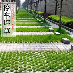 停车坪草籽 草坪种子砖用草皮种子不修剪低矮耐践踏草坪种子草籽