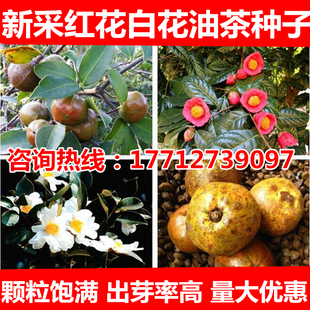 油茶种子 大果红花油茶种子 白花油茶 茶花山茶 茶树种子油茶树籽