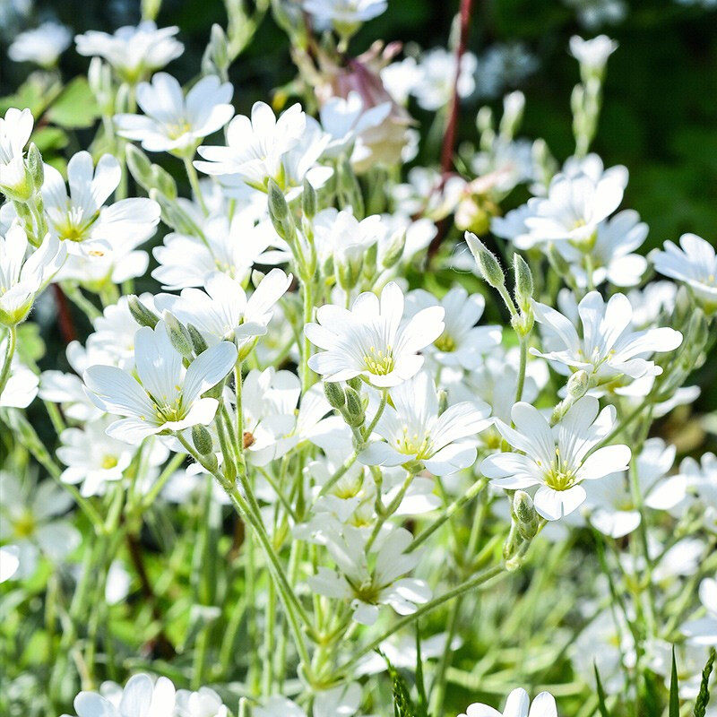 花种子四季种易活室内鲜花太阳花薰衣草种子花籽