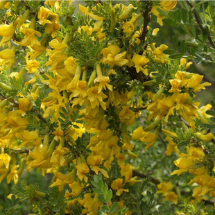 柠条种子锦鸡儿白柠条树苗籽沙地荒漠西北黄花植物草防沙宁夏固沙