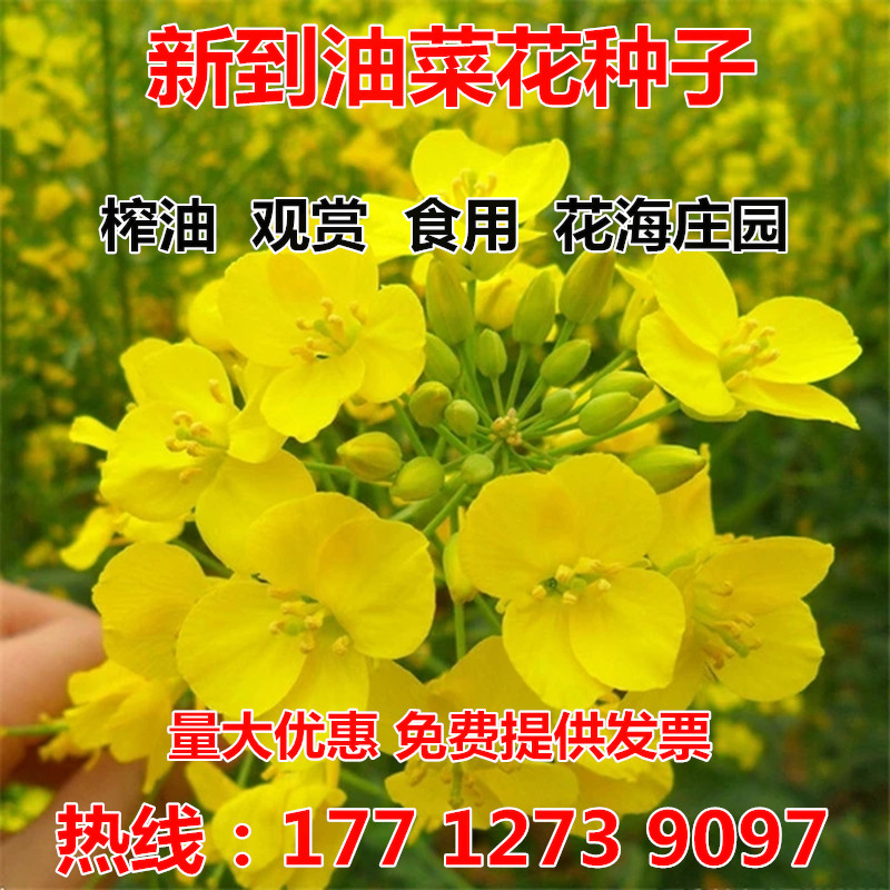 高产油菜种子绿化观赏油菜花种子榨油原料油菜种子非转基因油菜籽