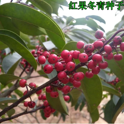 法国冬青种子红果冬青北美冬青小叶冬青树种子龟甲冬青种籽冬珊瑚