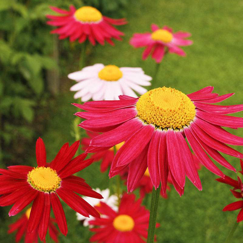 除虫菊种子驱蚊草花种子花草除虫菊混色四季庭院盆栽驱蚊植物种子