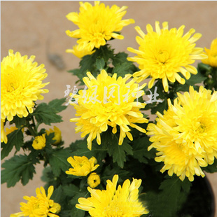 黄菊花种子食用泡茶贡菊庭院金丝黄菊野生杭白菊野菊花种子