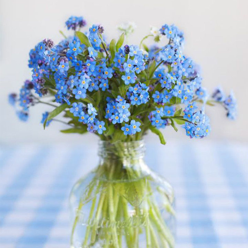 勿忘草种子四季易种花籽宿根多年生勿忘草庭院阳台盆栽花卉花种籽