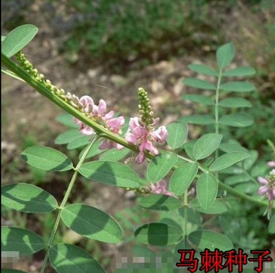 护坡种籽马棘种子别名野蓝枝子种子狼牙草种子保土护坡小灌木种子