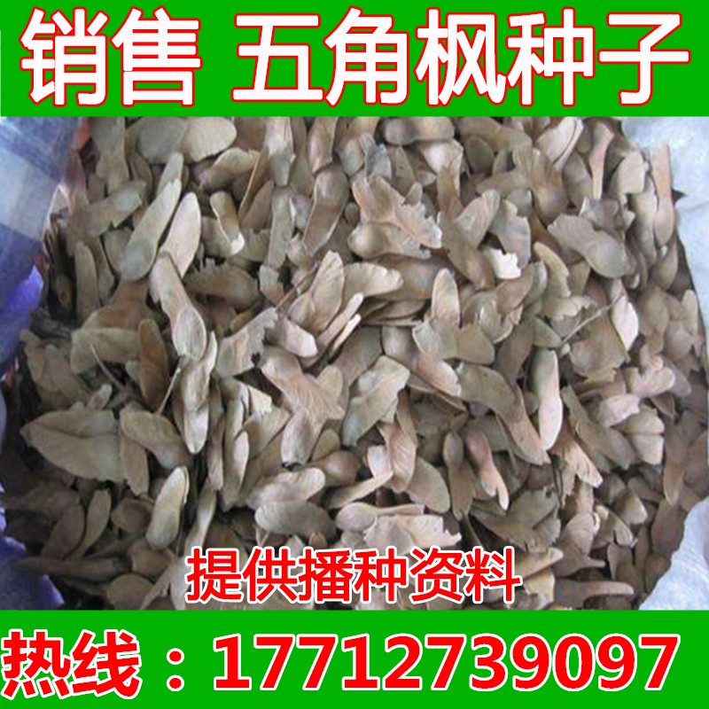 五角枫元宝枫三角枫绿化林木种子