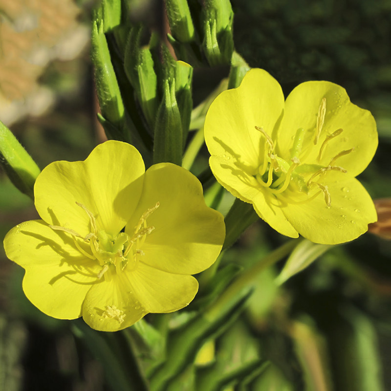 夜来香种子月见草种子黄色美丽月见草种子粉色驱蚊观赏花卉种子
