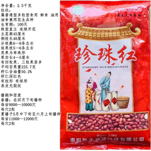红皮花生种乾丰珍珠红花生种子原种红皮花生大粒籽种农家大田播种