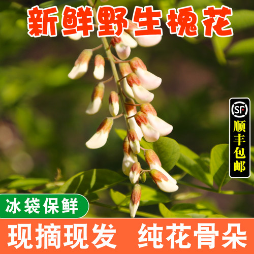 新鲜洋槐花纯花骨朵现摘现发
