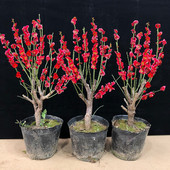 梅花盆景树桩梅花苗盆栽腊梅苗梅花树苗红梅绿梅朱砂梅花卉绿植