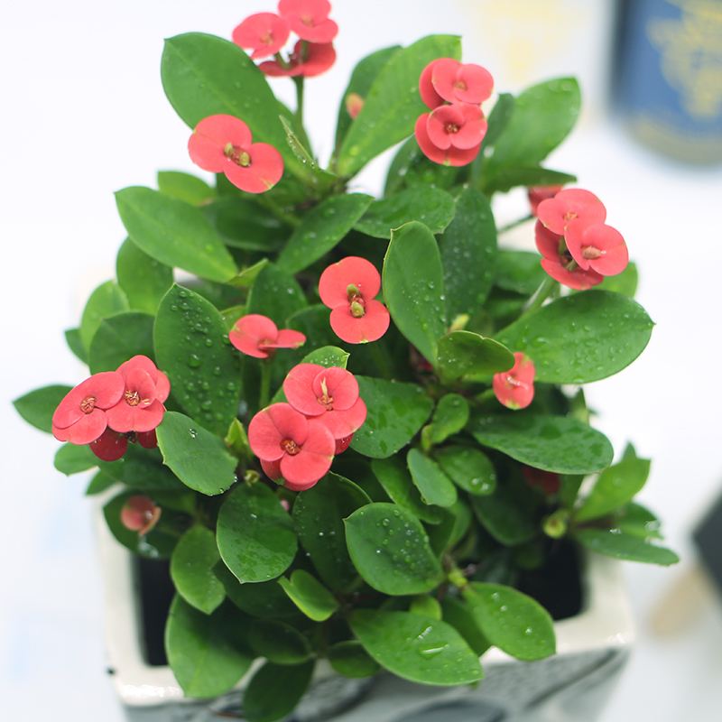 虎刺梅铁海棠绿植花苗四季开花阳台盆栽花卉室内客厅绿色植物