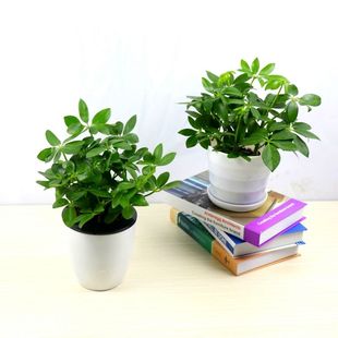 鸭脚木盆栽花卉七叶莲花苗办公室内净化空气水培绿植鸭掌木