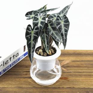 小仙女观音莲盆栽办公桌水培花苗阳台室内观叶花卉绿植物黑叶芋