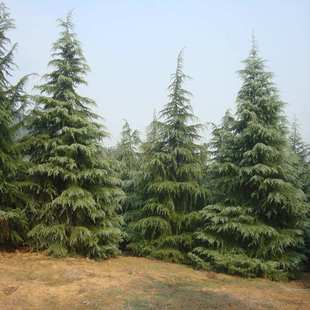 雪松树雪松苗香柏宝塔松雪松树苗四季常青行道树圣诞树庭院绿化苗