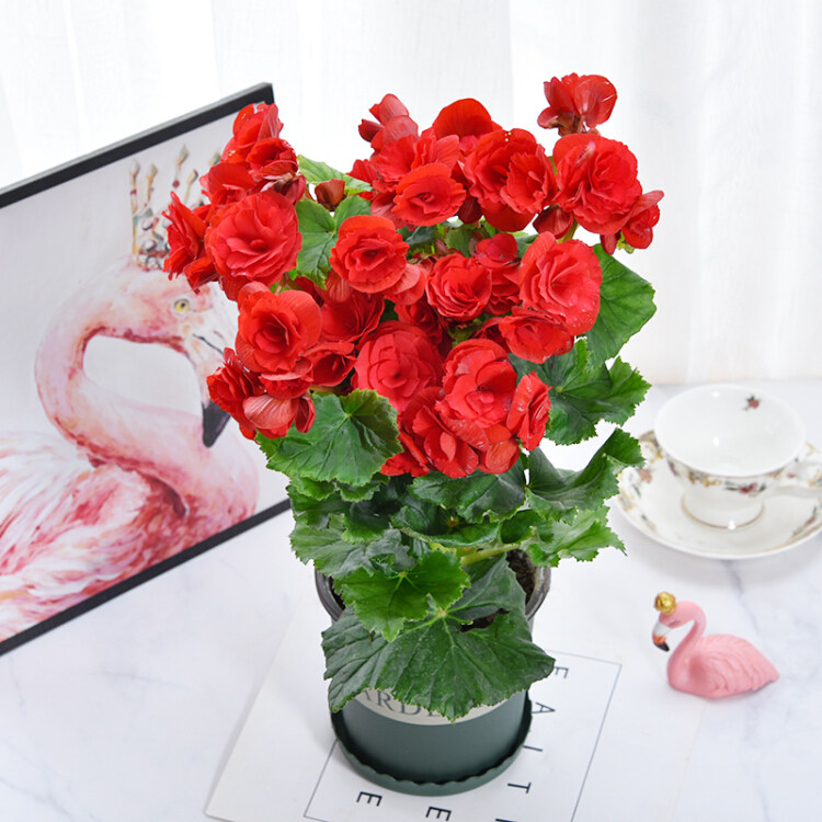 玫瑰海棠盆栽丽格秋海棠花苗四季开花易养植物办公桌室内花卉绿植
