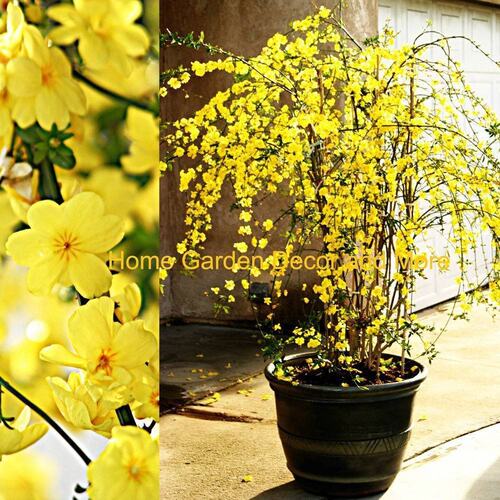 室内阳台迎春花盆栽盆景造型花卉