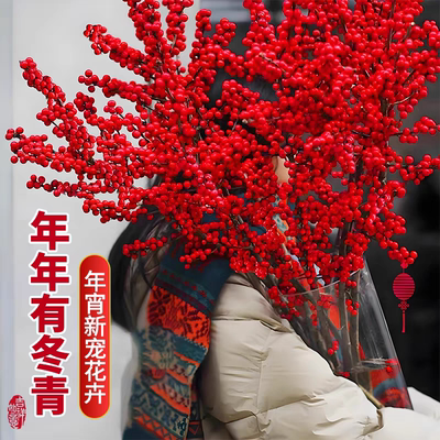 进口北美冬青红果水培鲜花年宵花