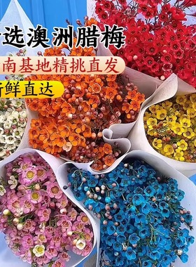 澳洲腊梅鲜花切花水培干花永生花室内圣诞年宵花云南鲜花基地直发