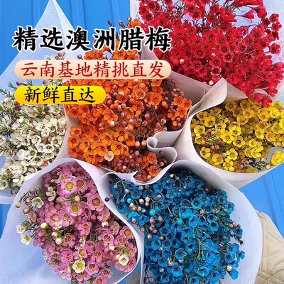 澳洲腊梅鲜花切花水培干花永生花