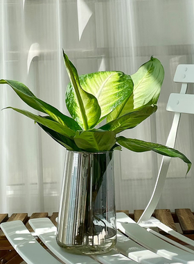 水培植物玛丽安室内办公室绿植四季好养活植物客厅万年青盆栽花卉