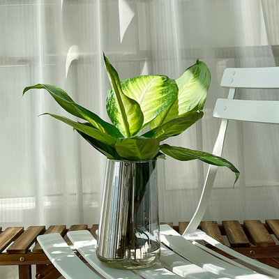 水培植物玛丽安室内办公室绿植