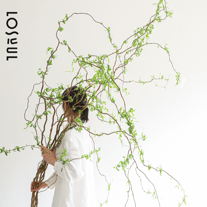 龙柳鲜枝水培植物室内盆栽鲜切花办公室好养客厅绿植水养雪柳干支